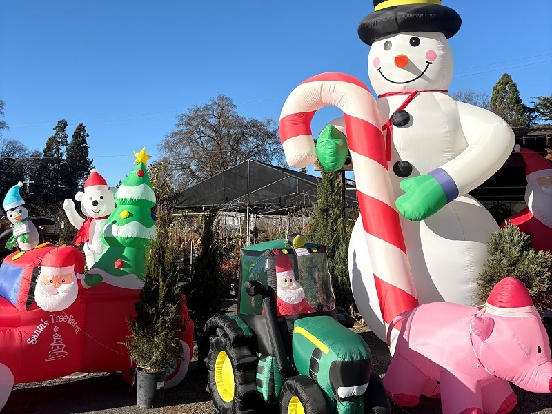 Winter nursery greenery and seasonal plants